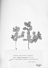 Melampsora euphorbiae image
